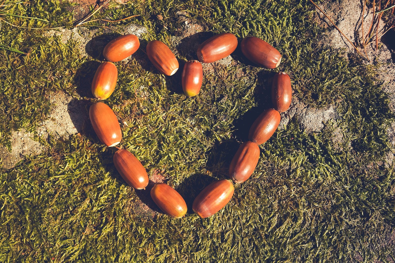 autumn  brown  acorns free photo