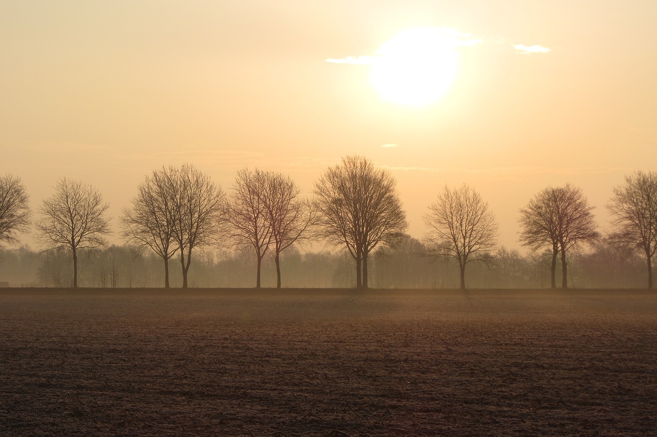 autumn  fog  sunbeam free photo