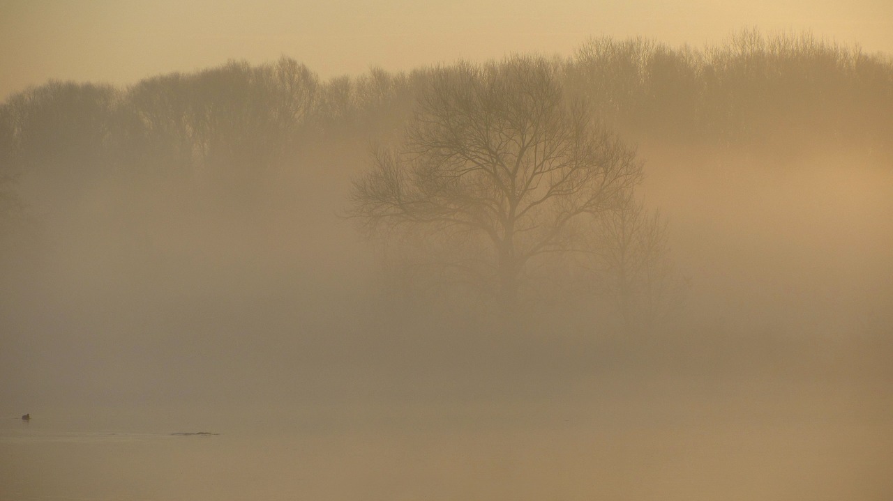 autumn  fog  sunbeam free photo