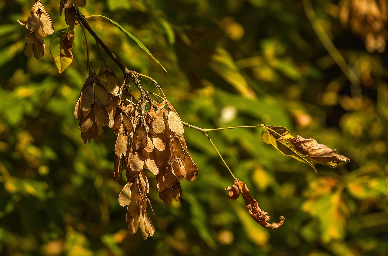 autumn  nature  mood free photo