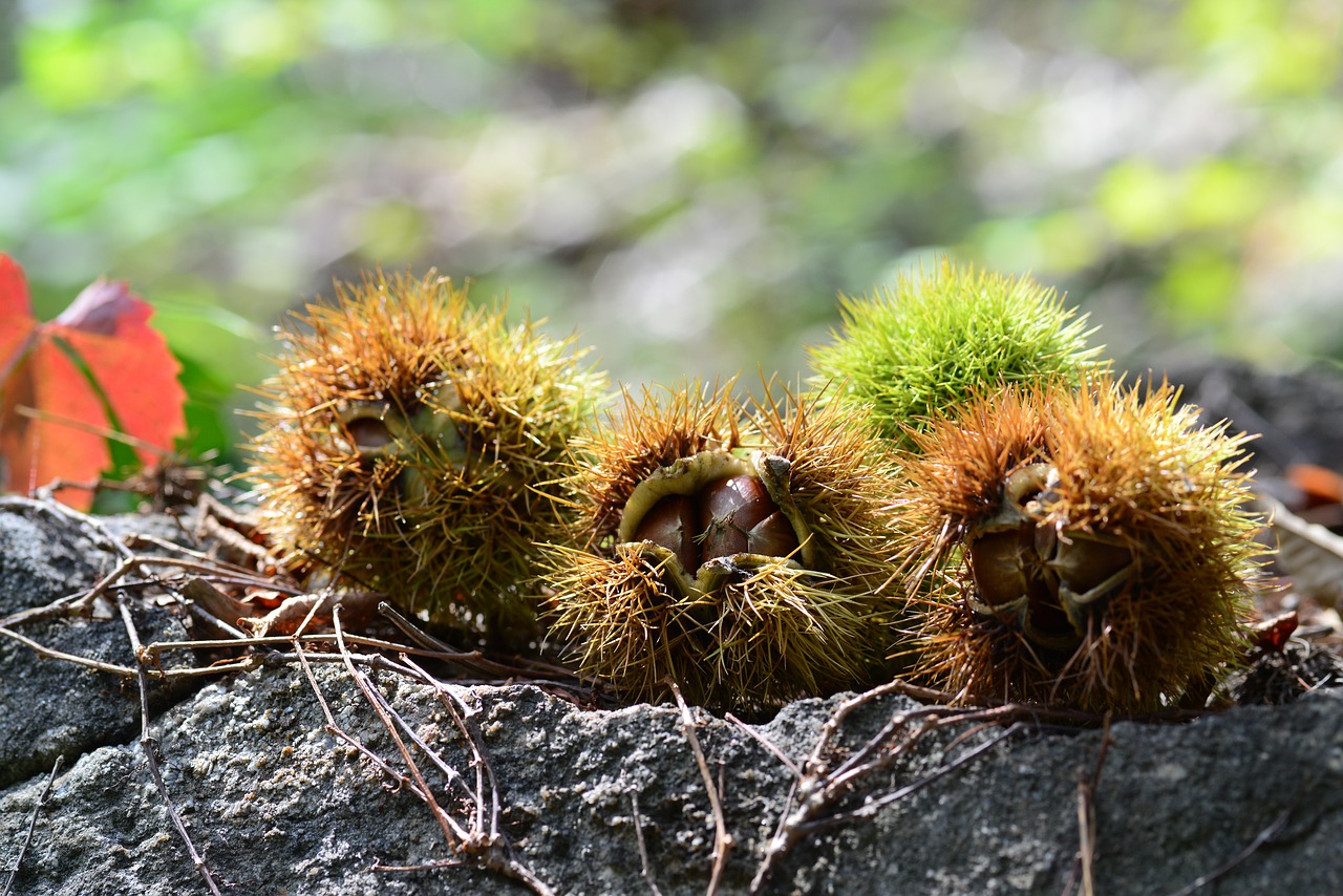 autumn  night  chestnut free photo