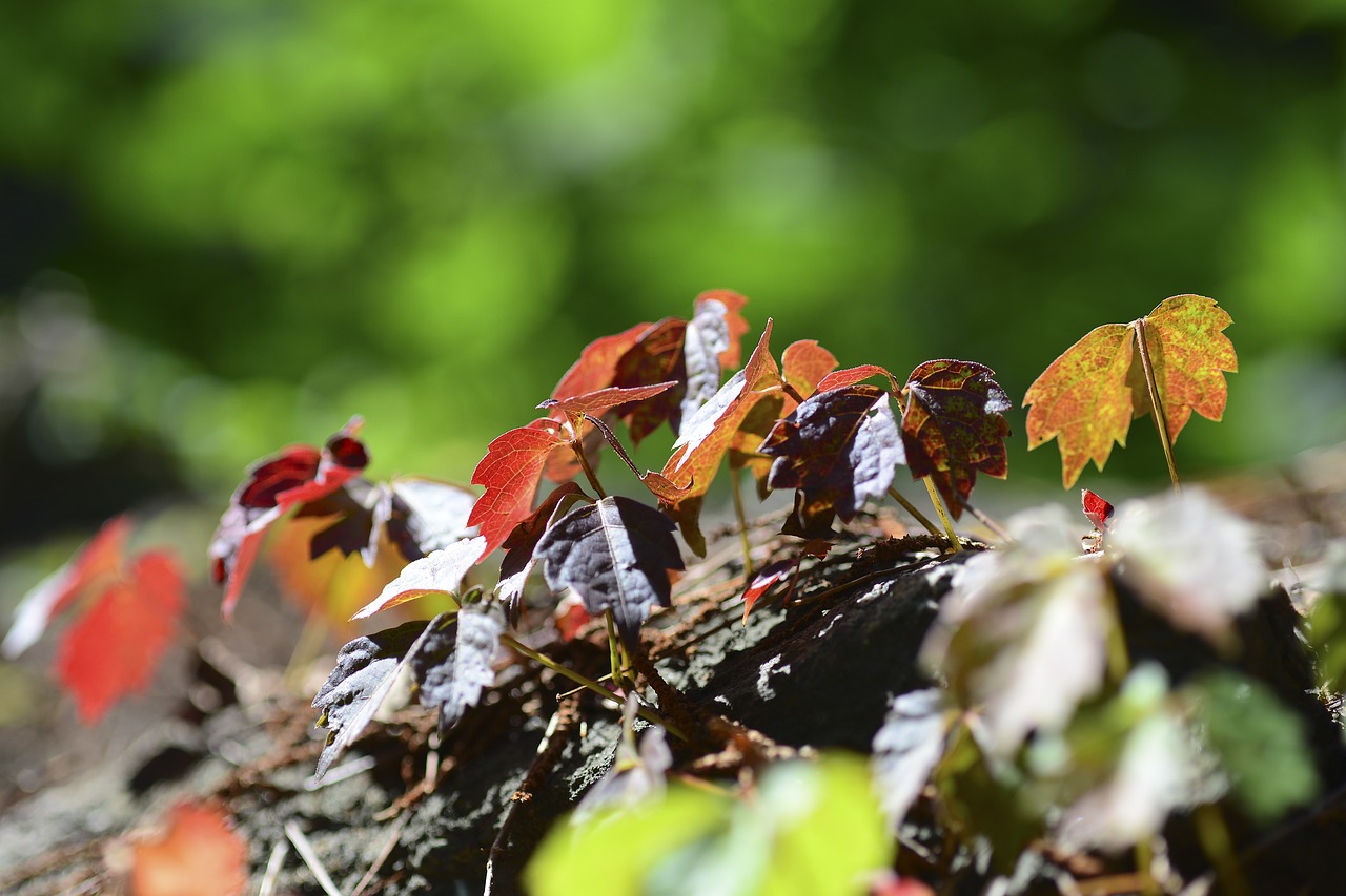 autumn  leaves  nature free photo