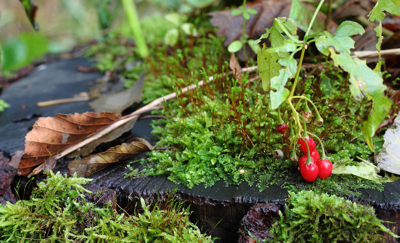 autumn  leaves  berry free photo