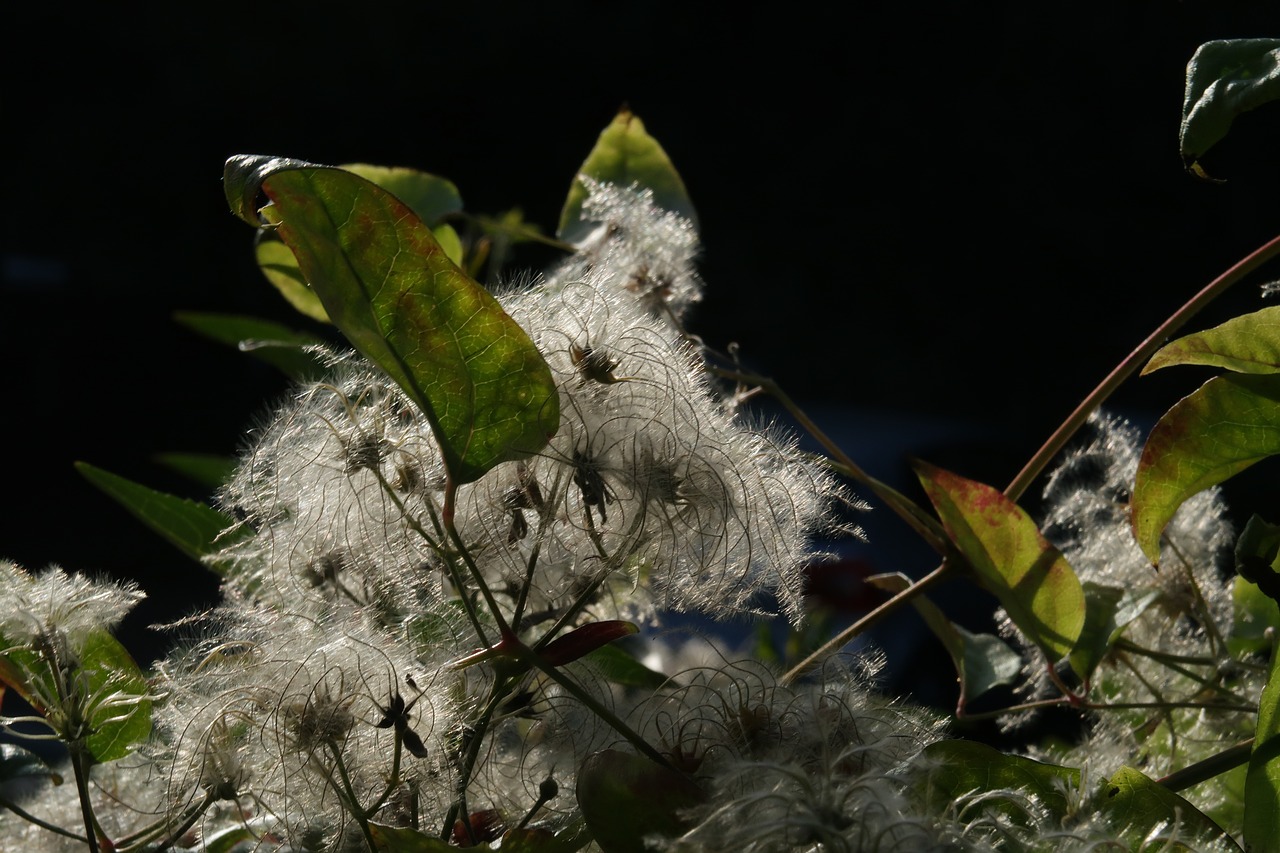 autumn  light  plant free photo