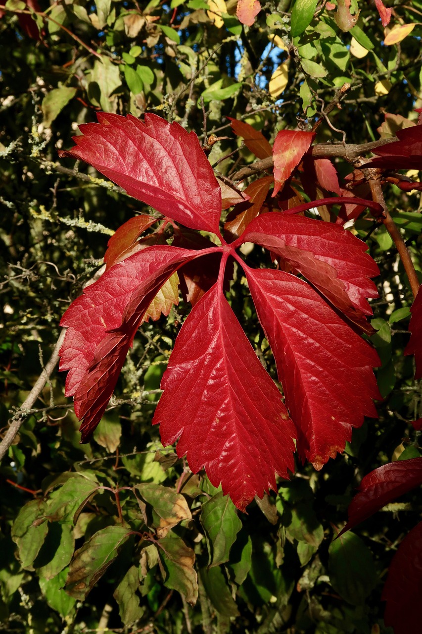 autumn  plant leaf  red free photo