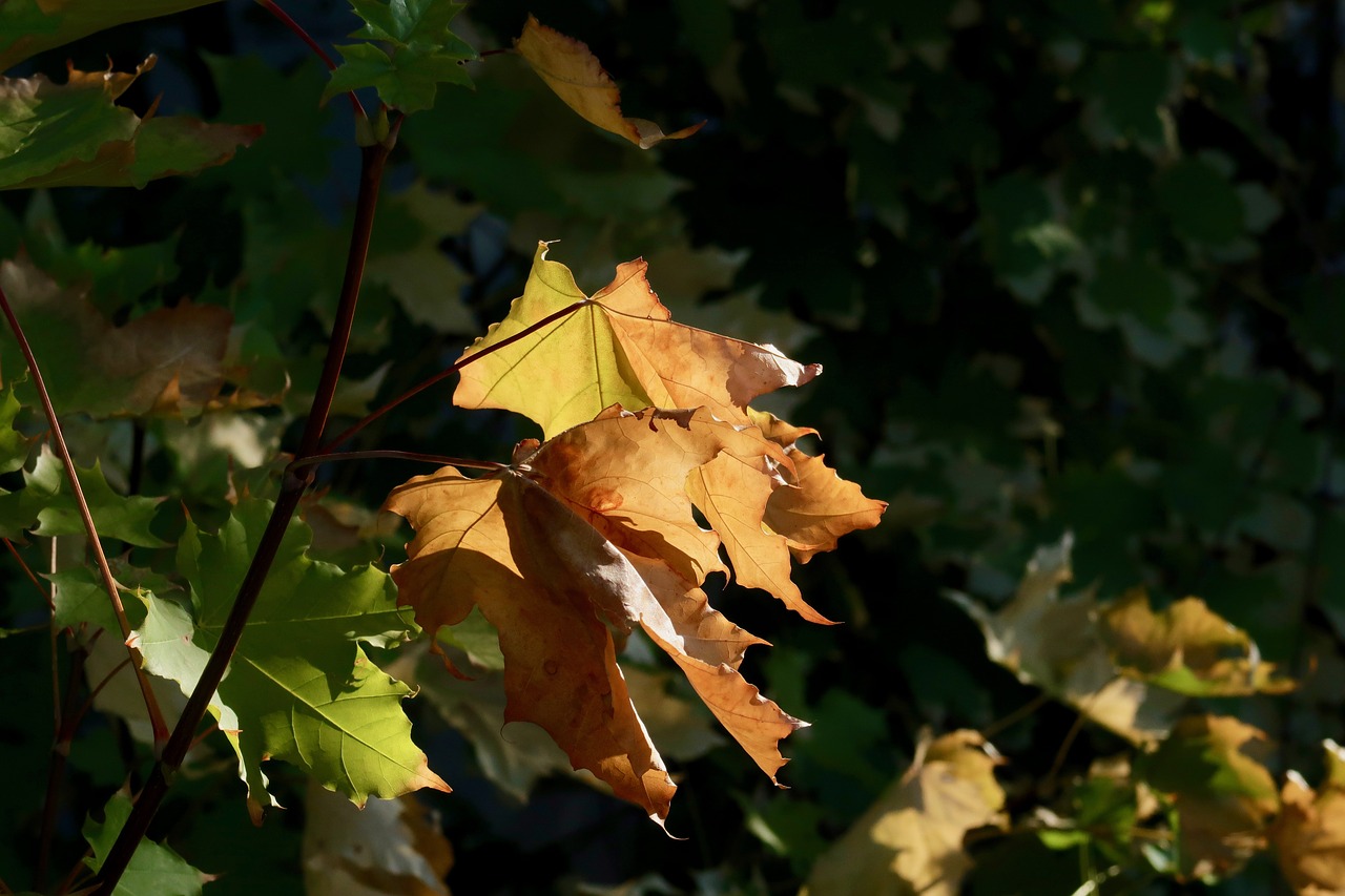 autumn  backlighting  light free photo