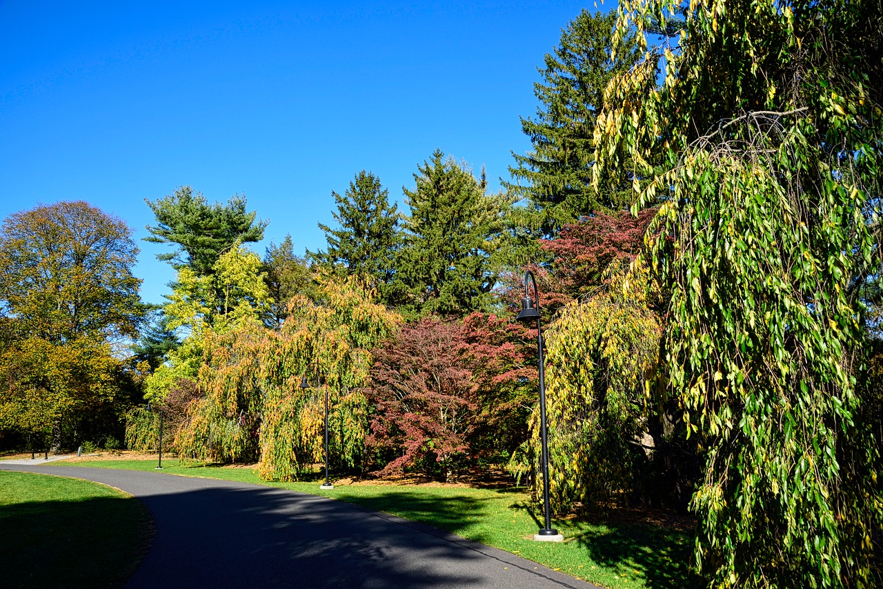 autumn  fall colors  path free photo