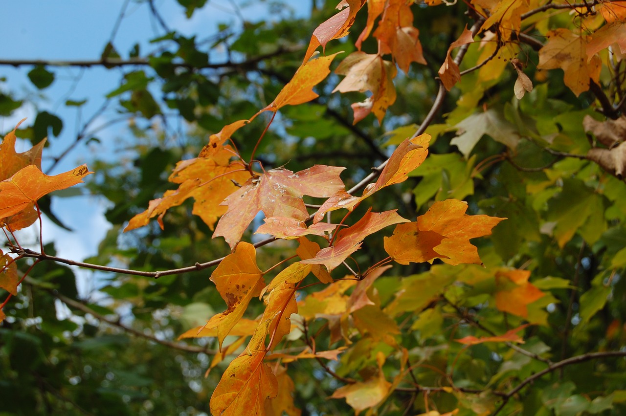 autumn  leaves  fall free photo