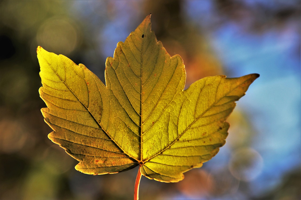 autumn  leaf  collapse free photo