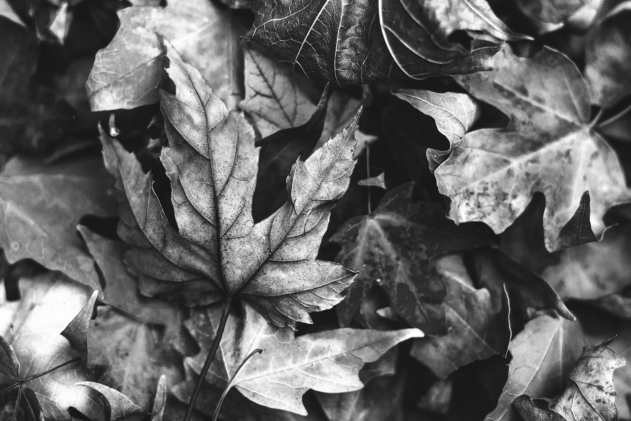 autumn  leaves  nature free photo
