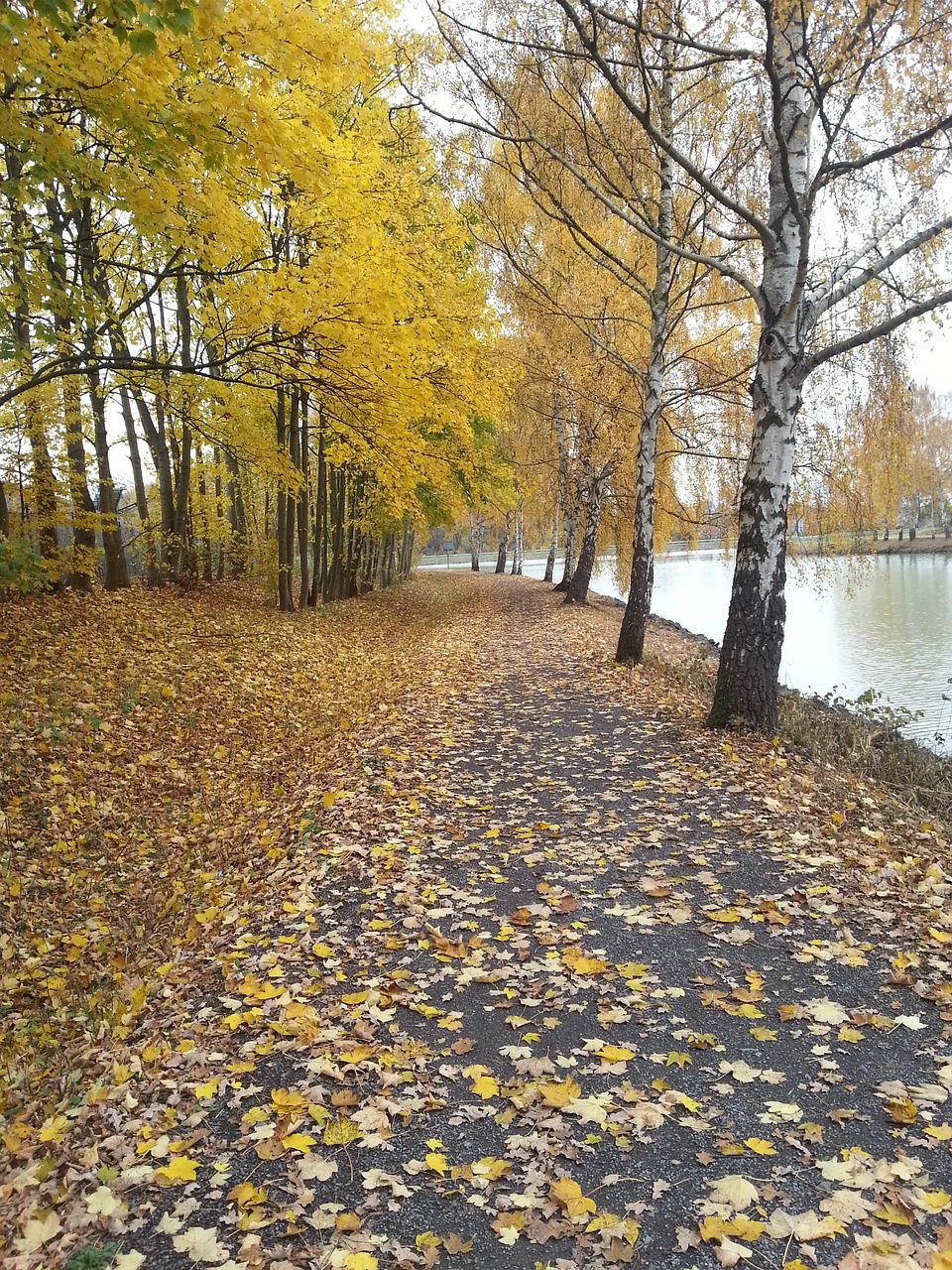 autumn  leaves  away free photo