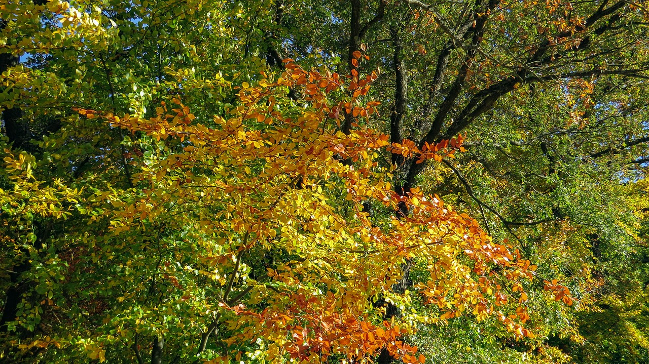 autumn  fall leaves  bright free photo