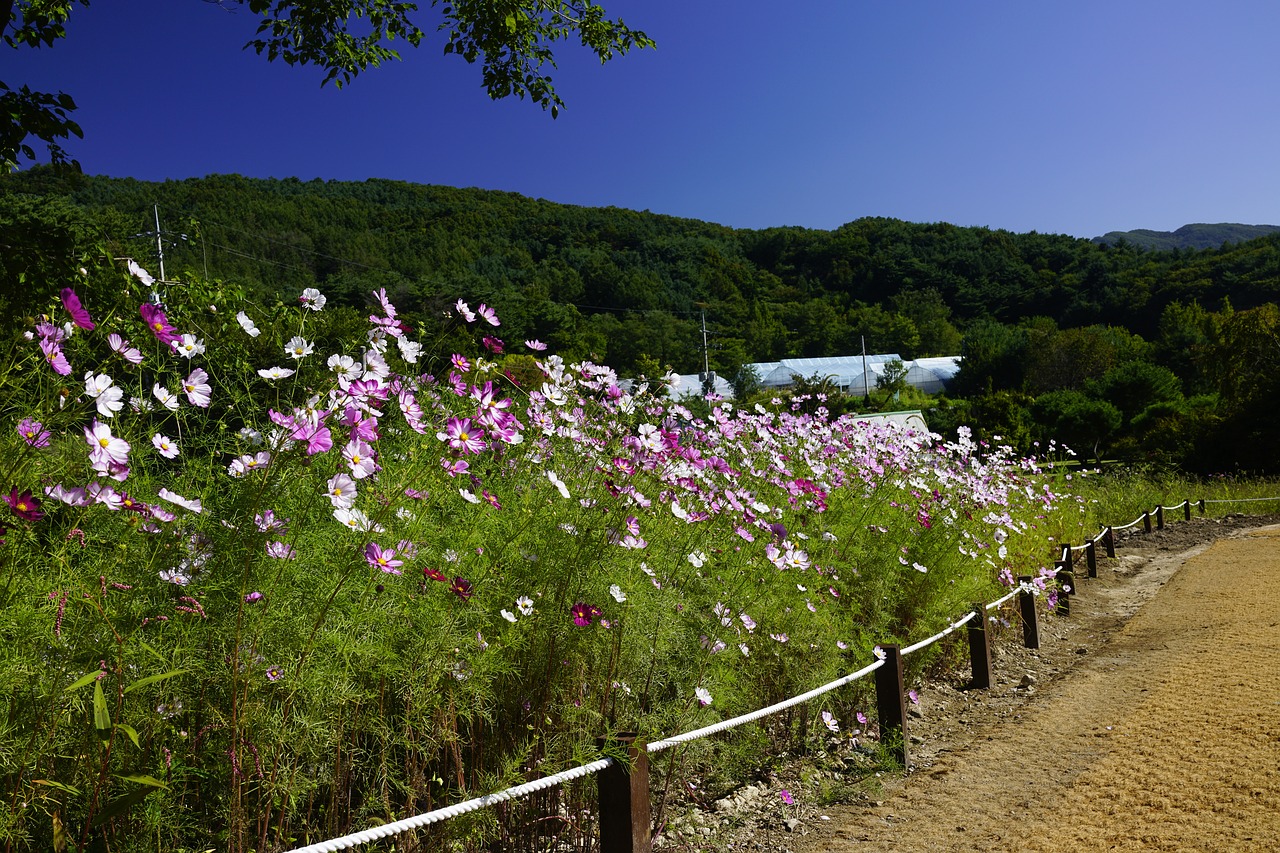 autumn  cosmos  gil free photo