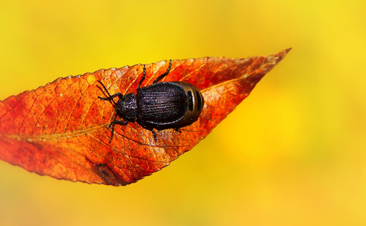 autumn  seasons of the year  leaf free photo