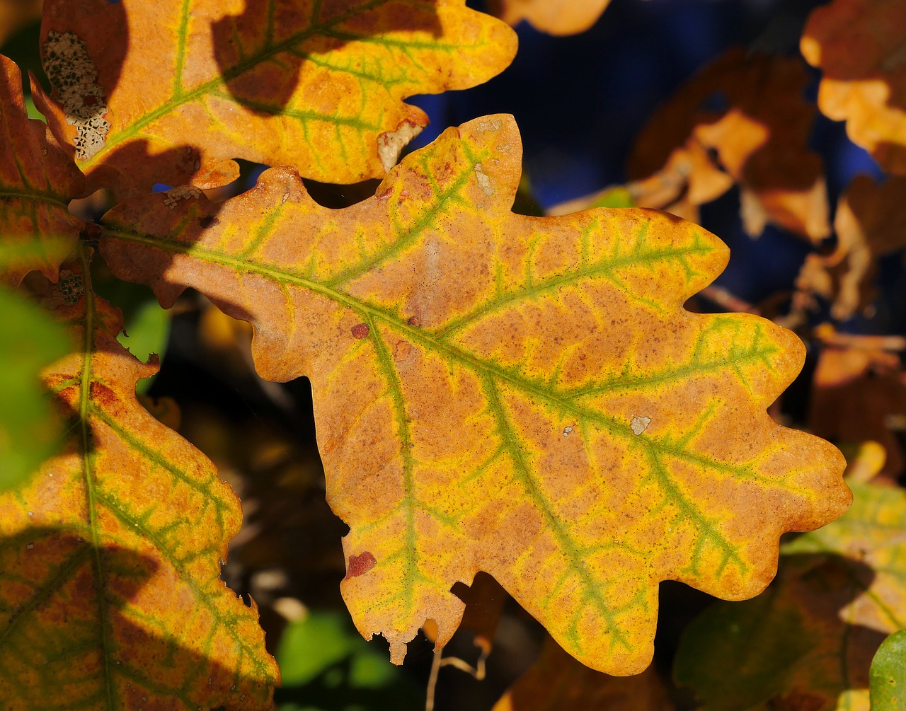 autumn  oak leaf  emerge free photo