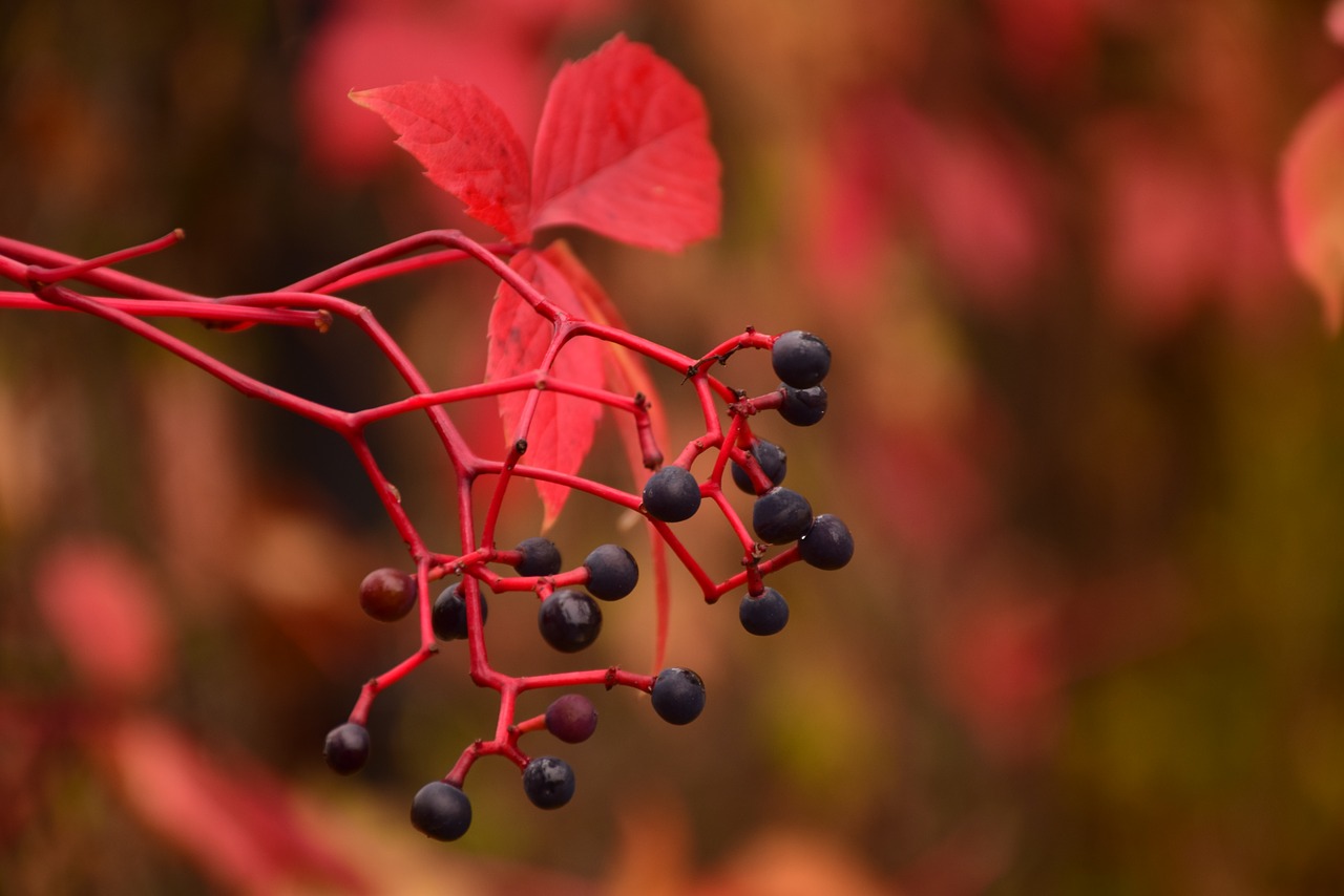 autumn  red  nature free photo