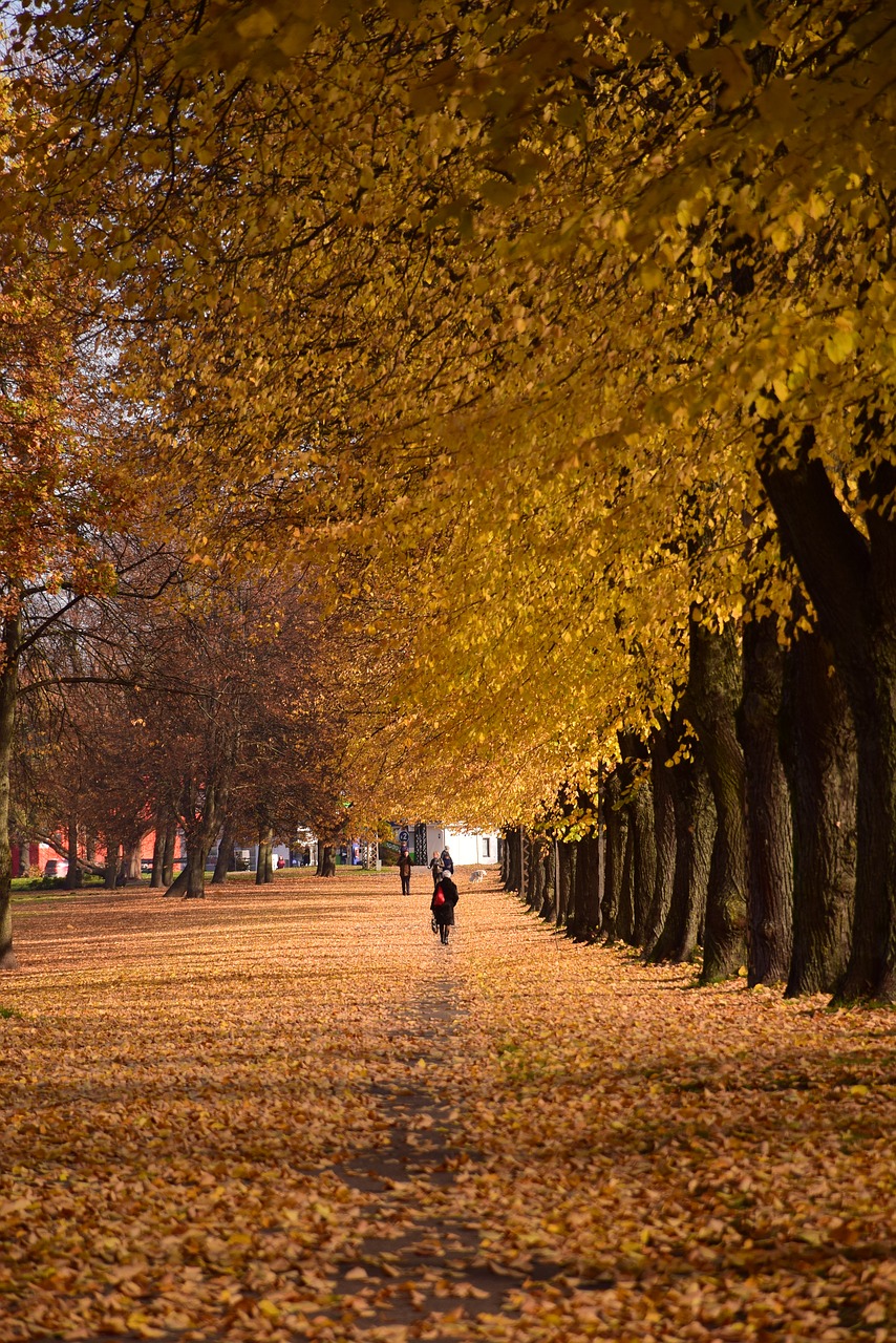 autumn  city park  fall free photo