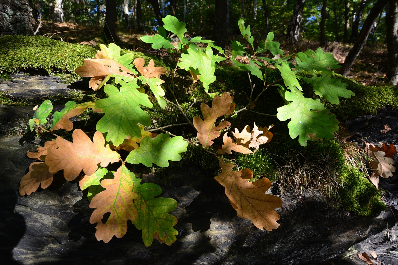 autumn  leaves  forest free photo