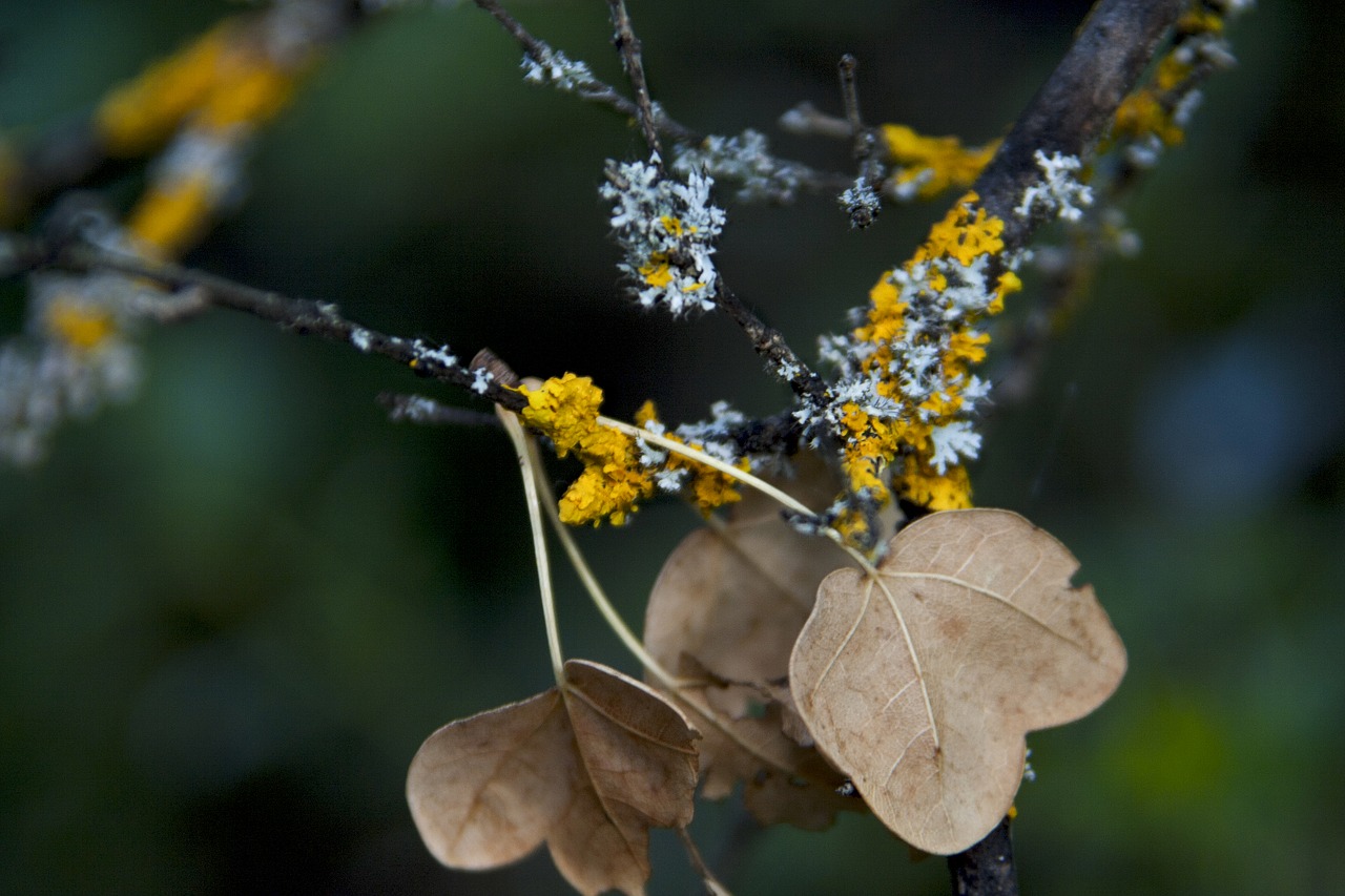 autumn  leaves  forest free photo