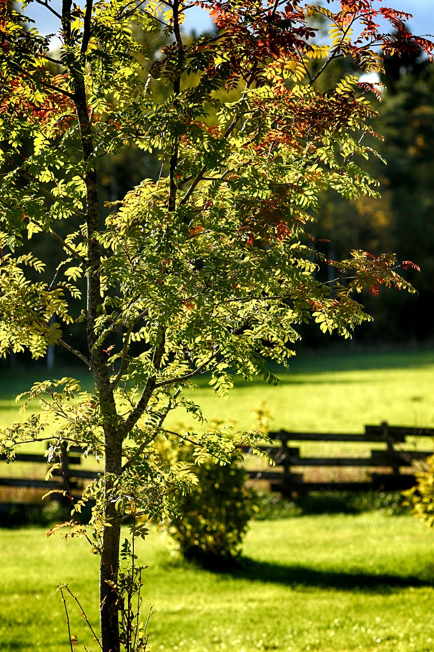 autumn  fall  tree free photo