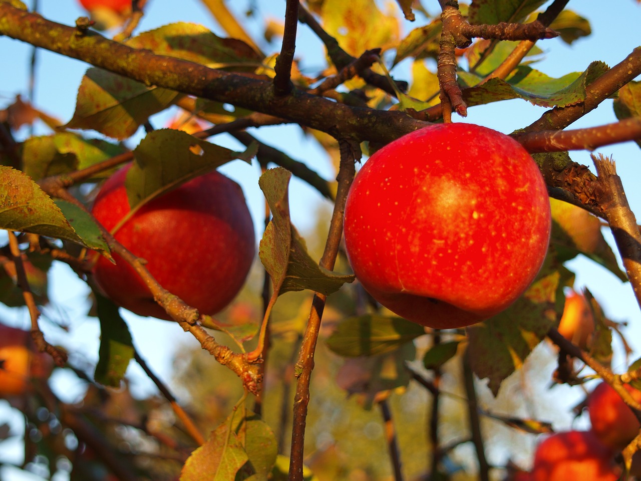 autumn  apples  fruit free photo