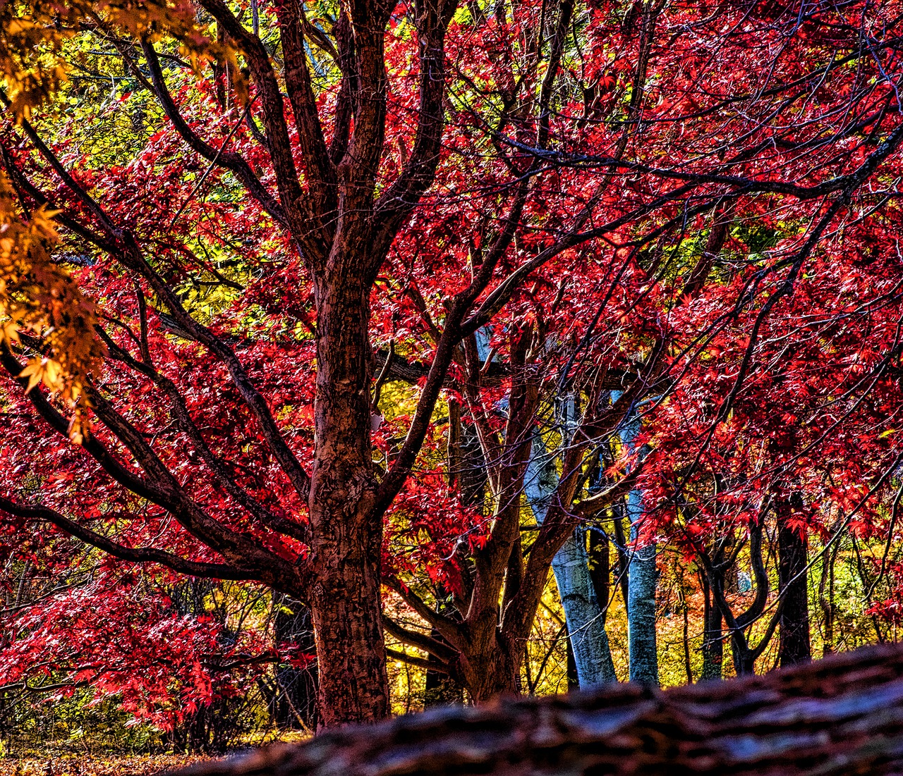 autumn  colorful  nature free photo