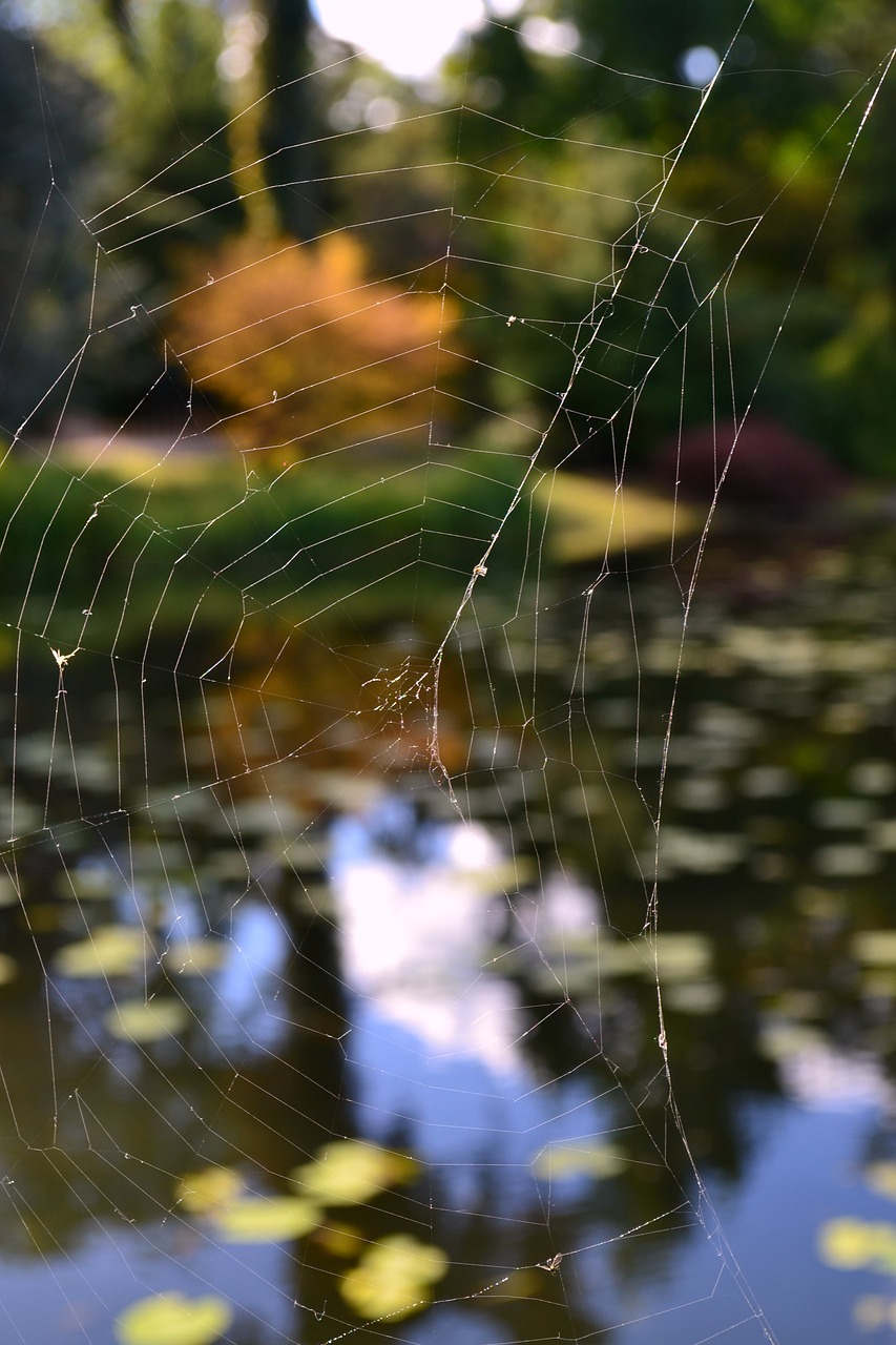 autumn  cobweb  nature free photo