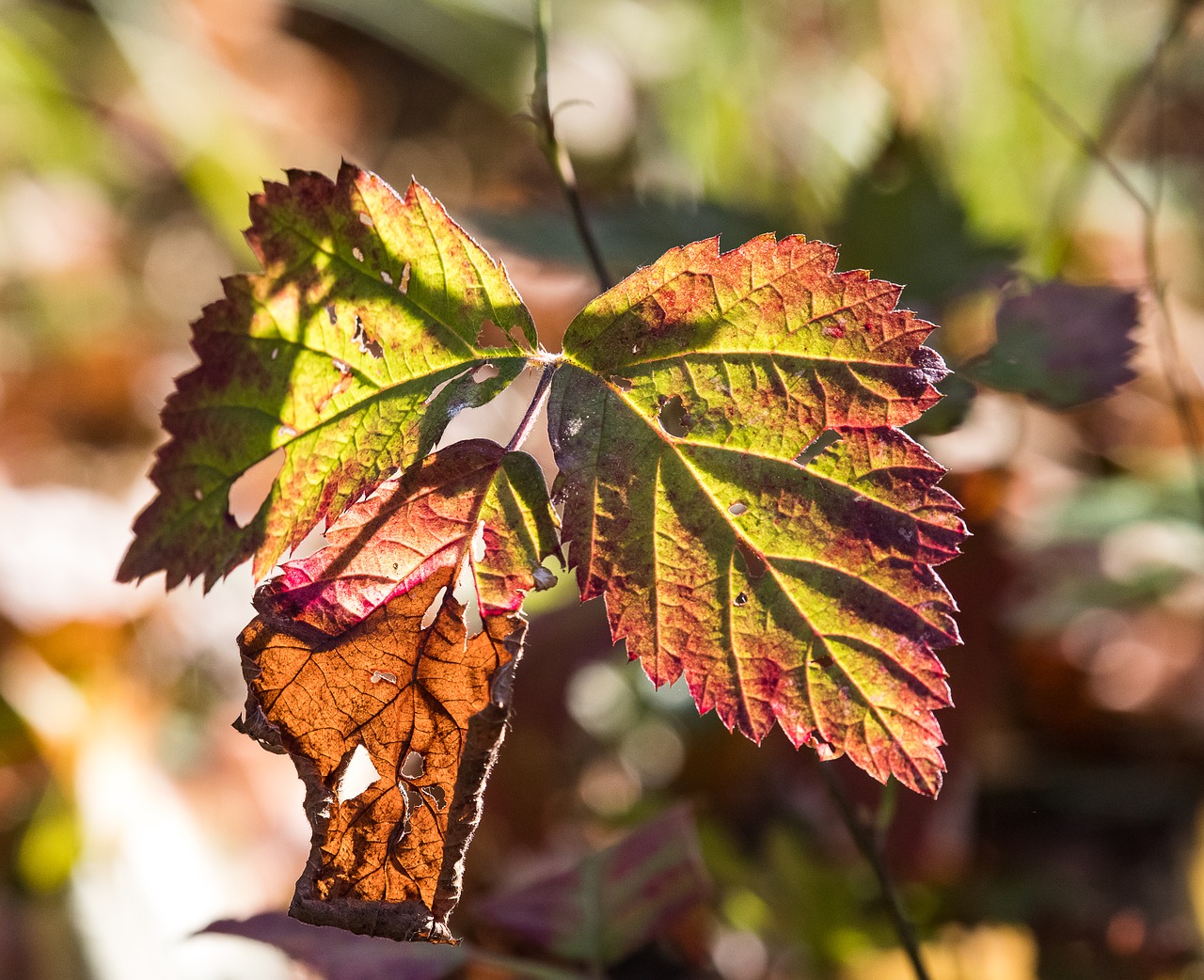 autumn  autumn leaf  colorful free photo