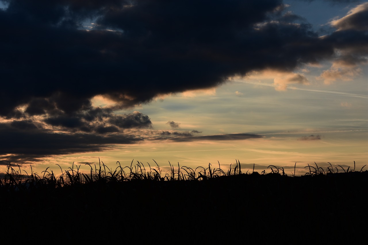 autumn  sunset  nature free photo