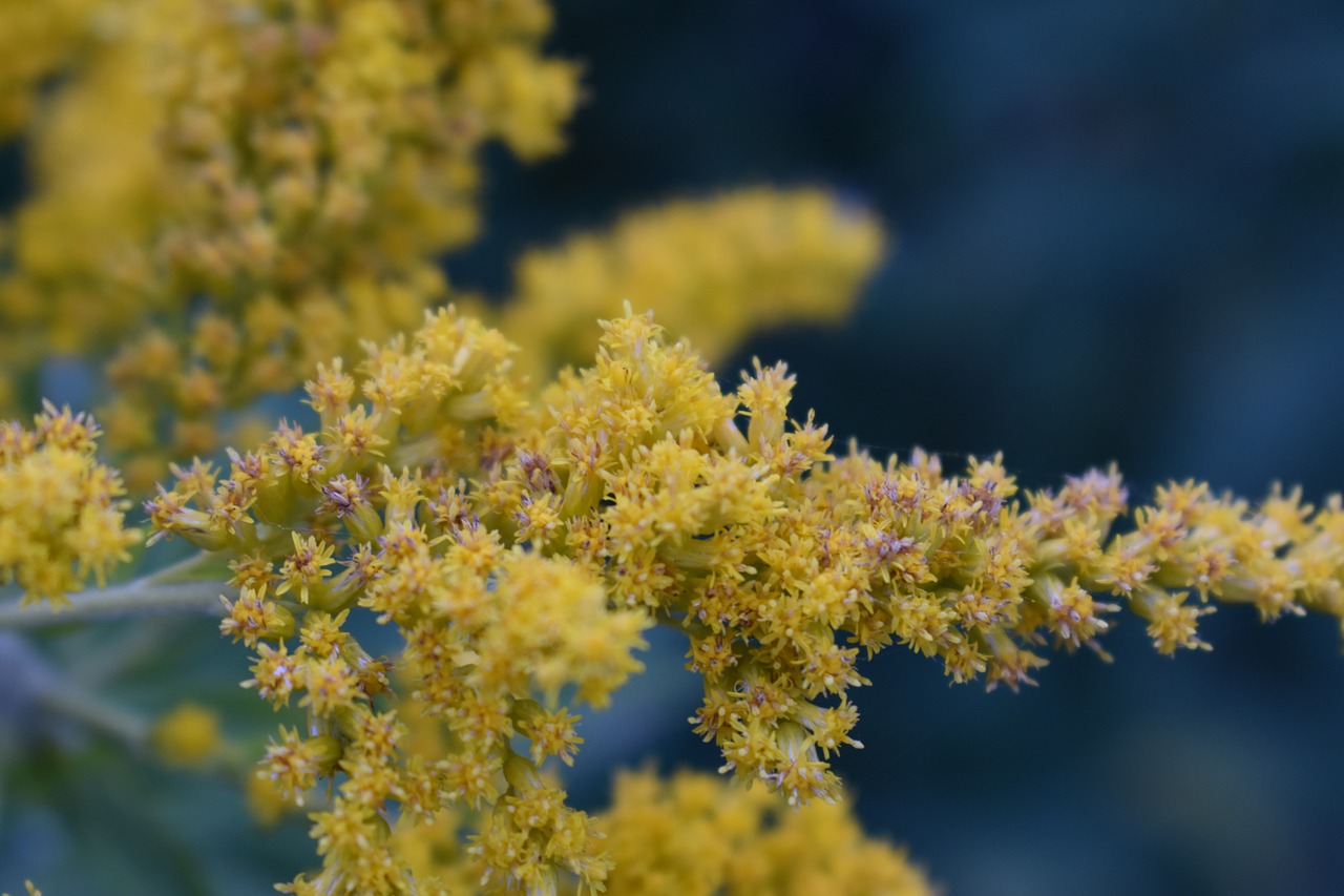 autumn  zlatobyľ  yellow free photo