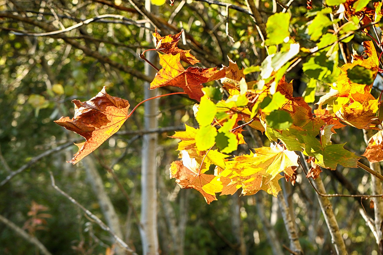 autumn  leaves  tree free photo