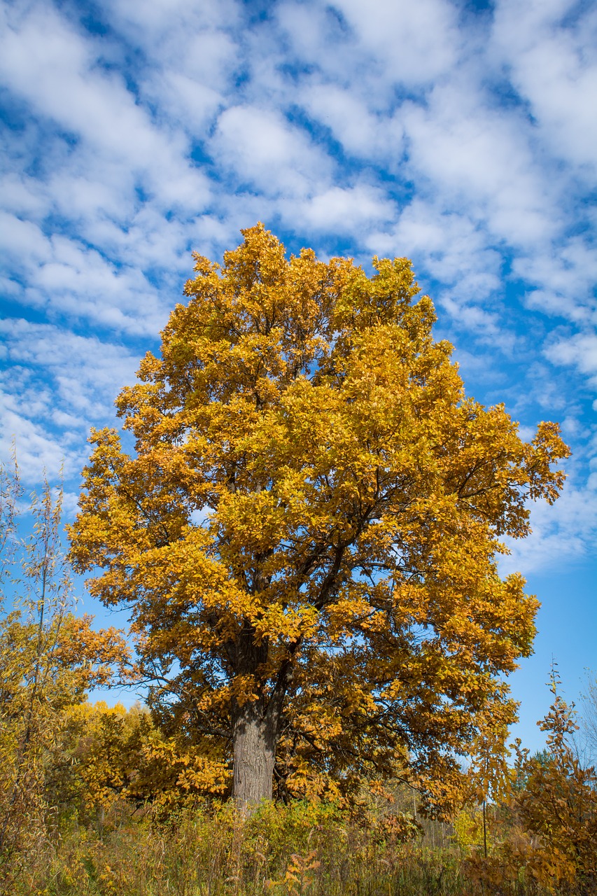 autumn  oak  tree free photo