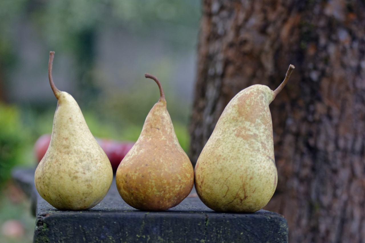 autumn  pear  pears free photo