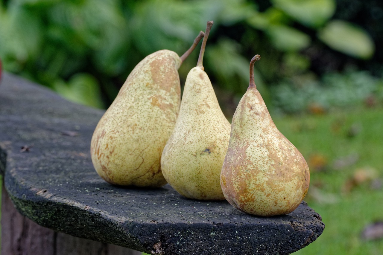 autumn  pear  pears free photo