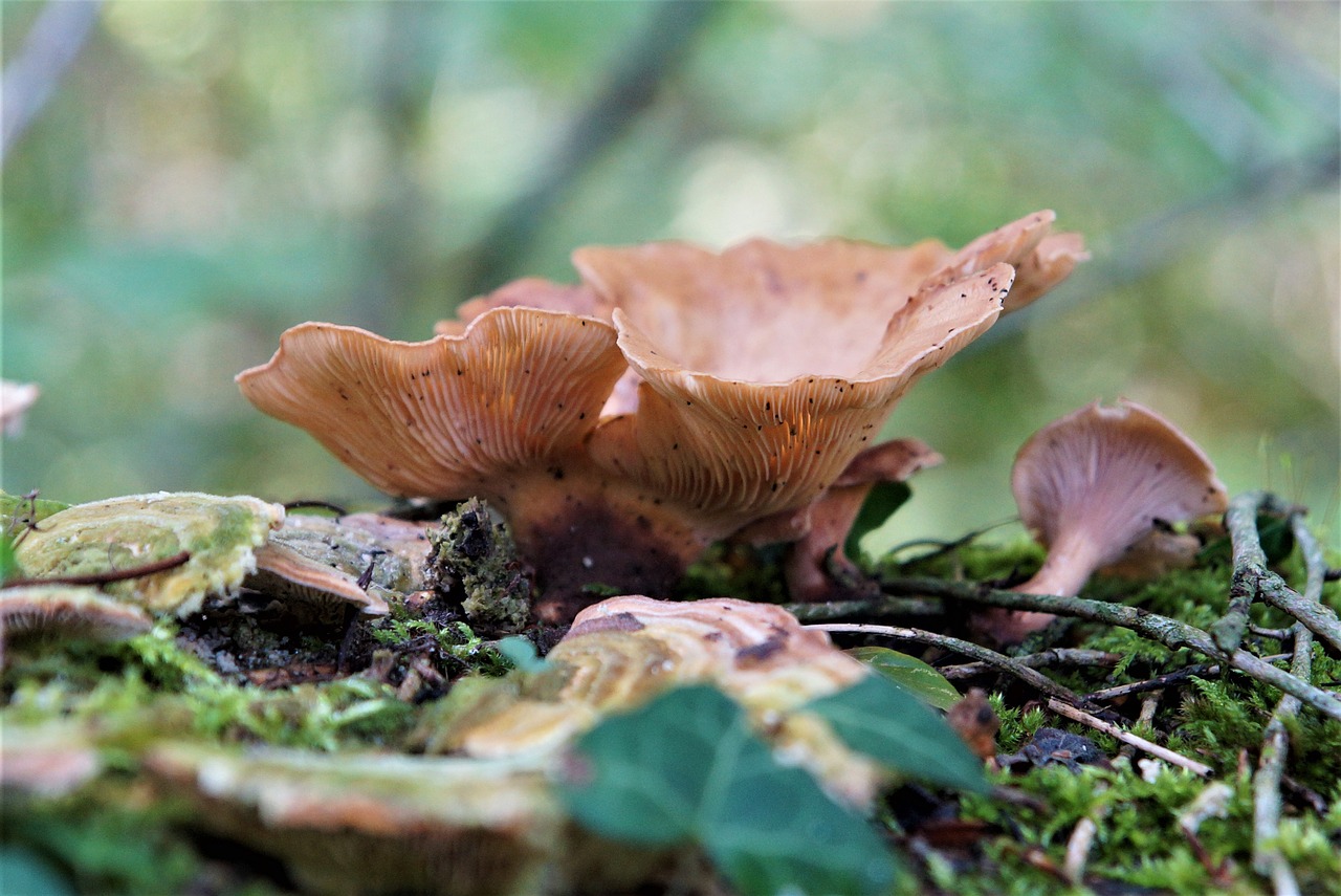 autumn  forest  mushroom free photo