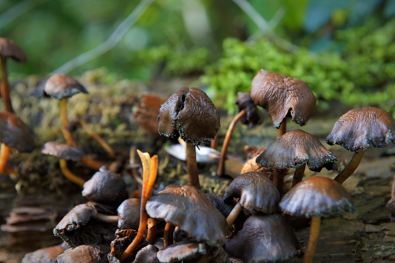 autumn  mushrooms  brown free photo