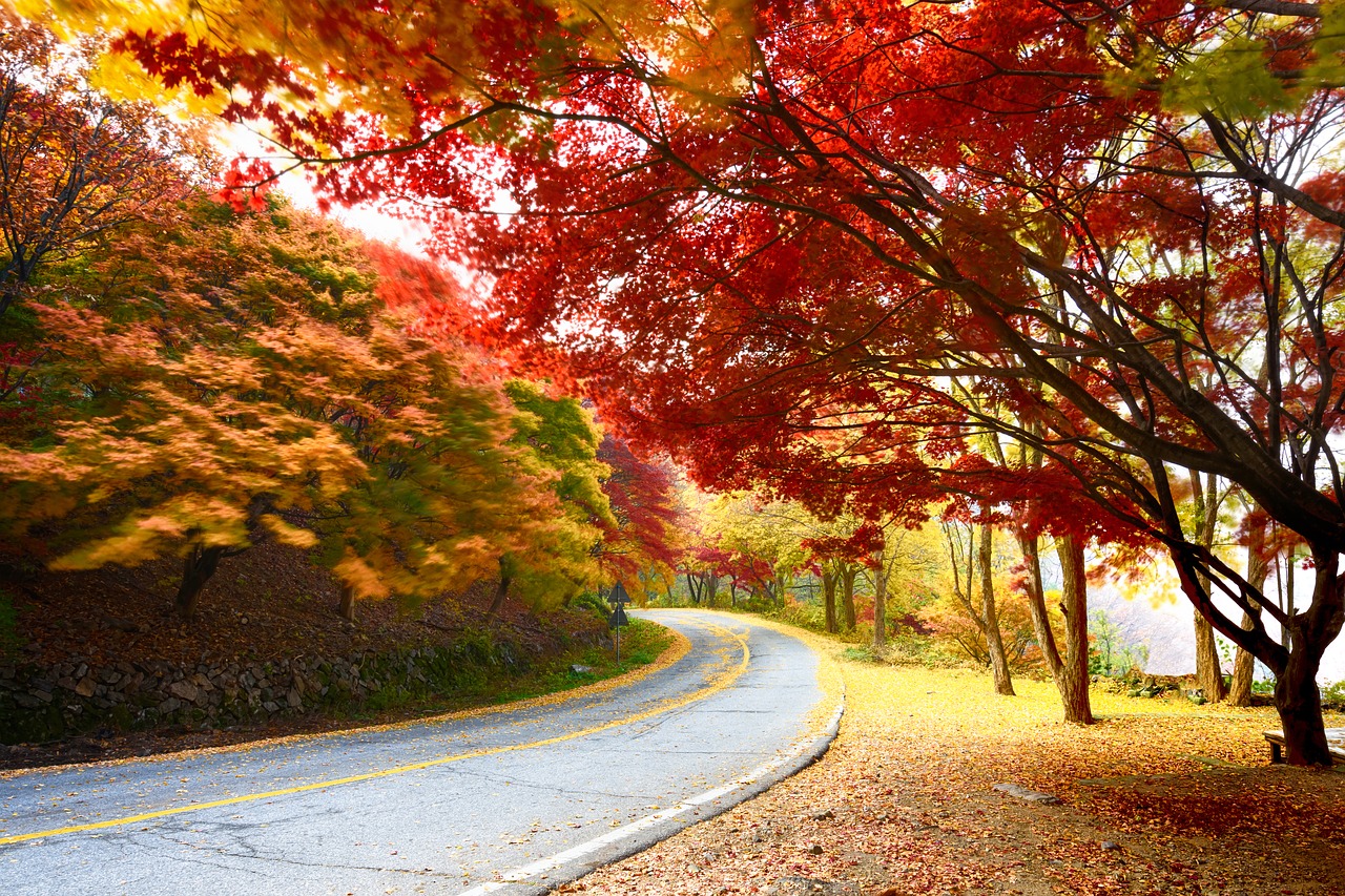 autumn  in autumn  gil free photo