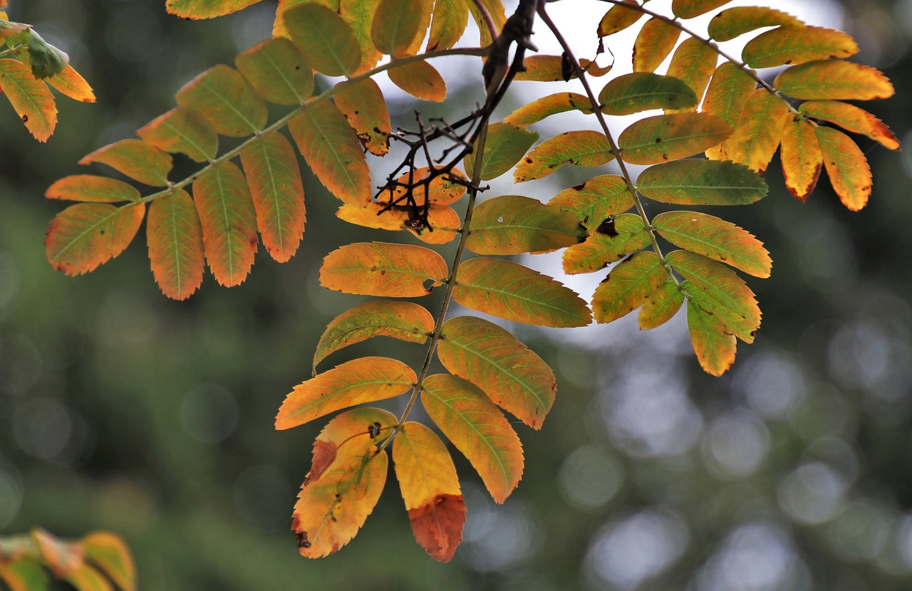 autumn  plant  rowan free photo