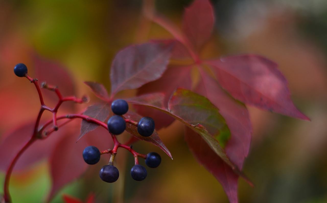 autumn  berries  nature free photo