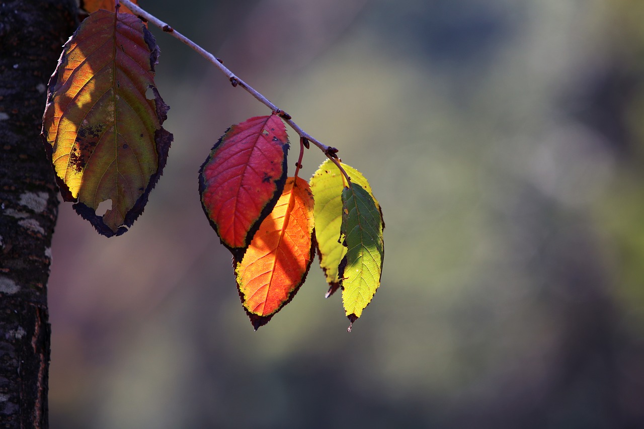 autumn  autumn leaves  the leaves free photo