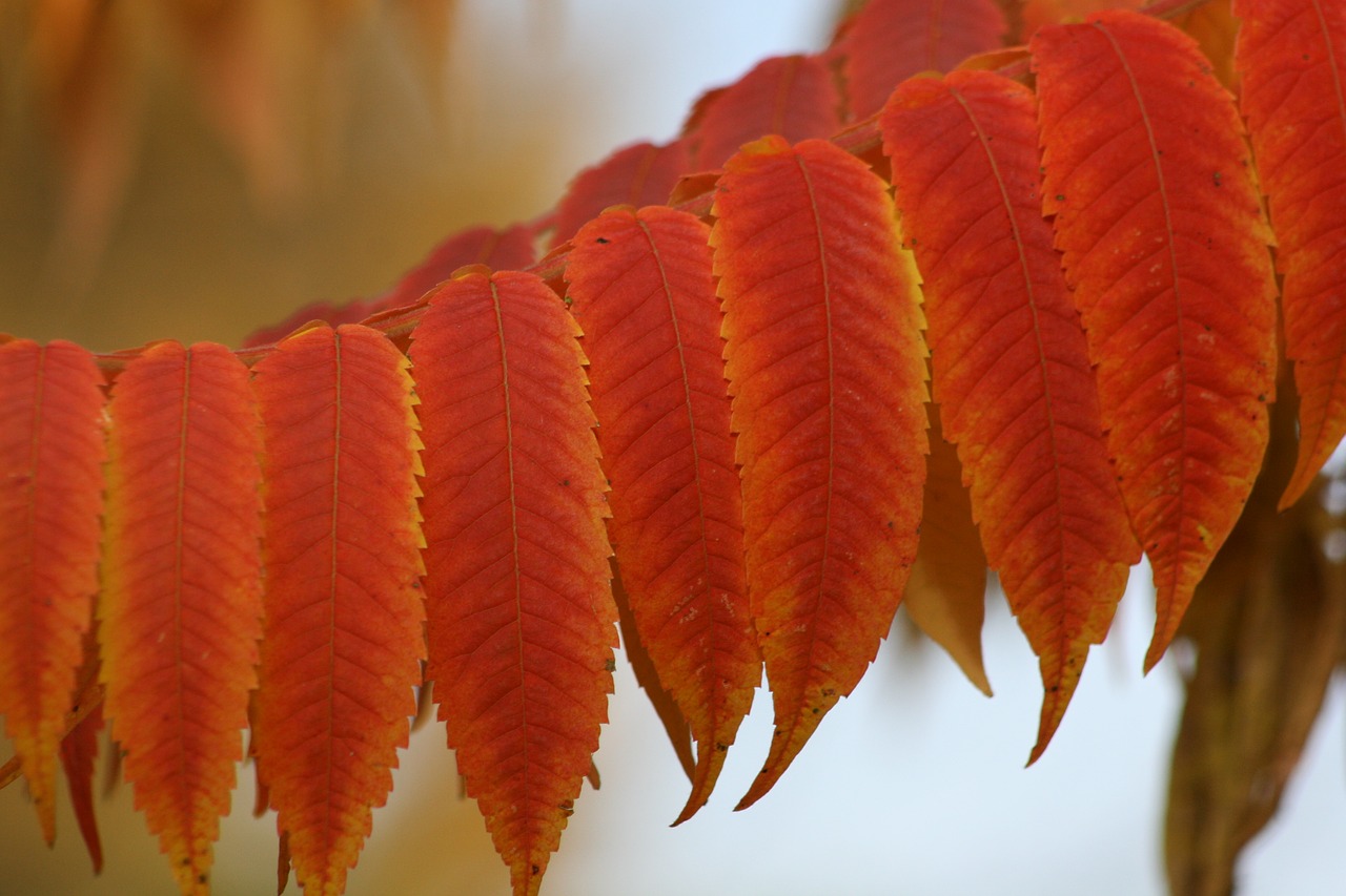 autumn  leaves  fall foliage free photo