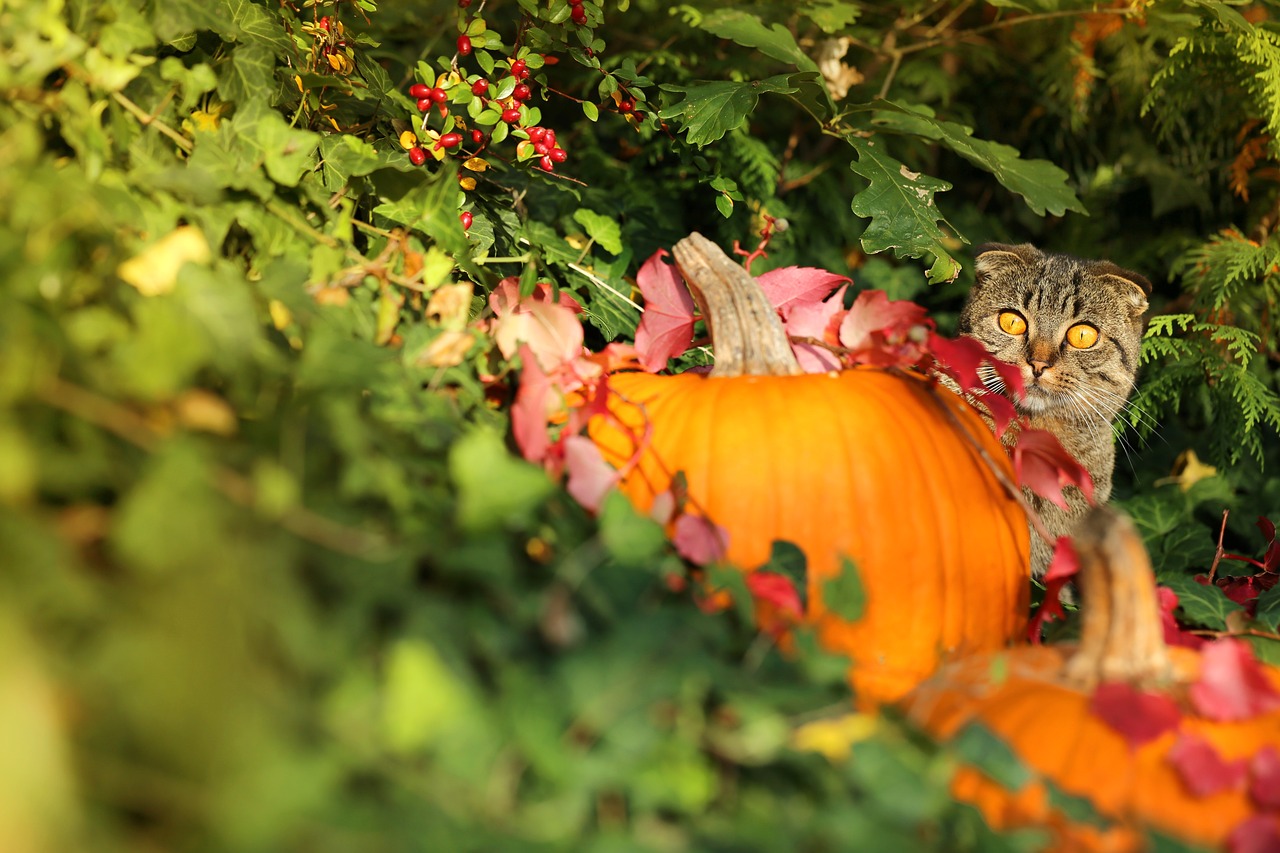 autumn  cat  pumpkin free photo