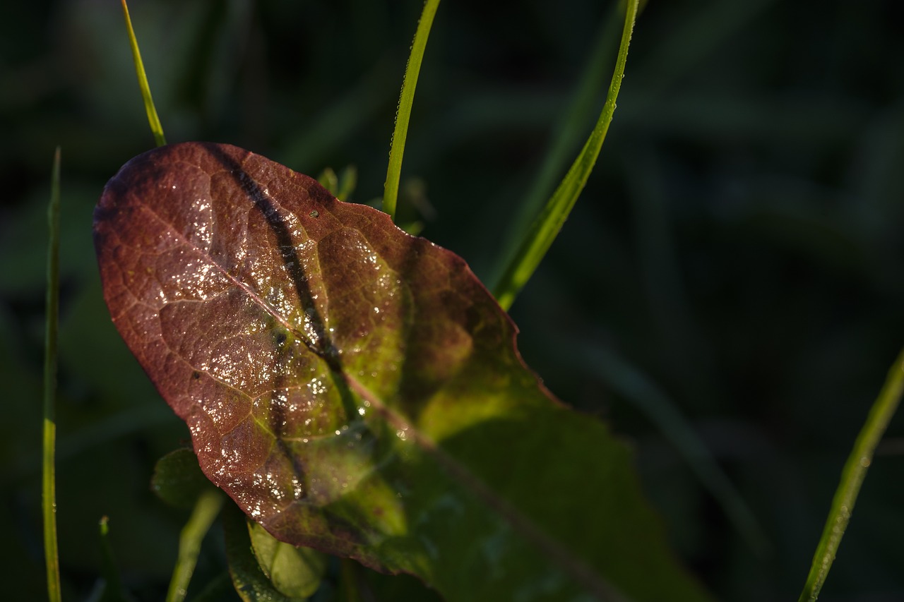 autumn  leaf  wet free photo