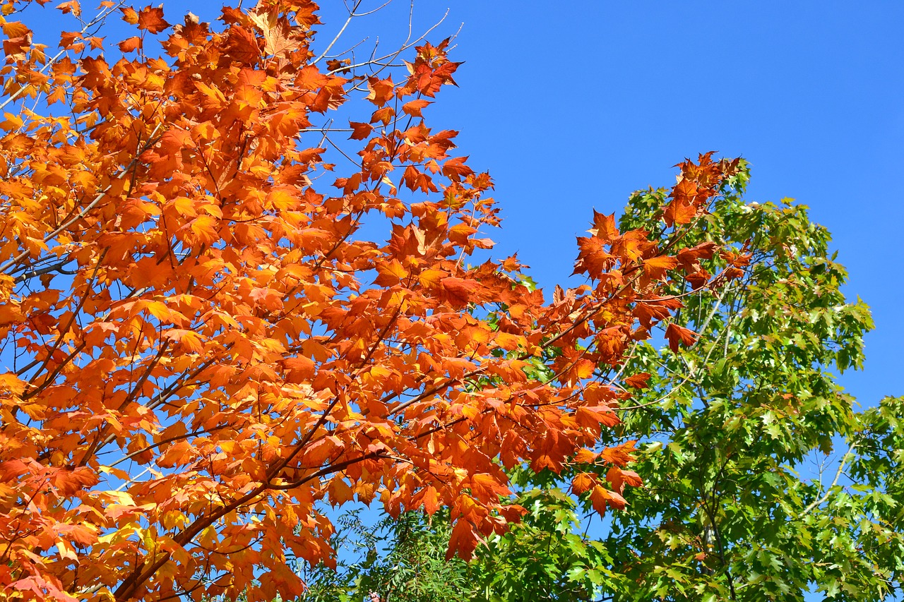 autumn  trees  leaves free photo