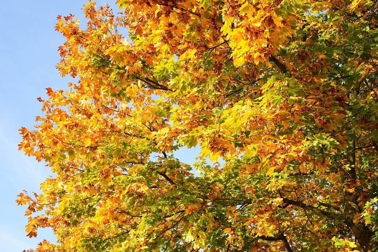autumn  tree  leaves free photo