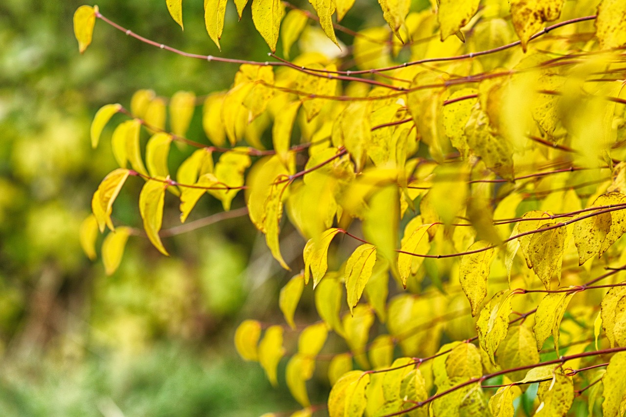 autumn  fall  tree free photo