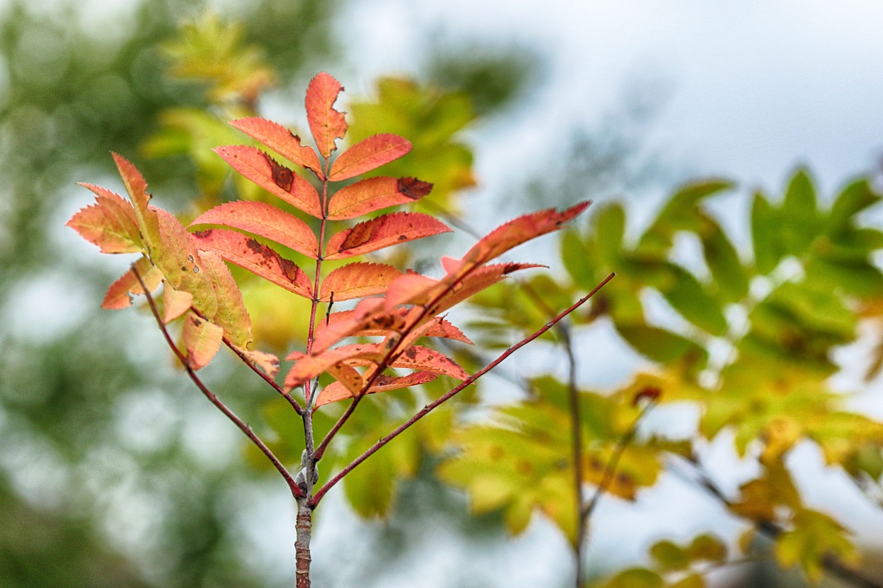 autumn  fall  nature free photo