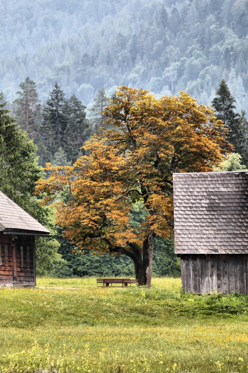 autumn  chestnut  mountains free photo