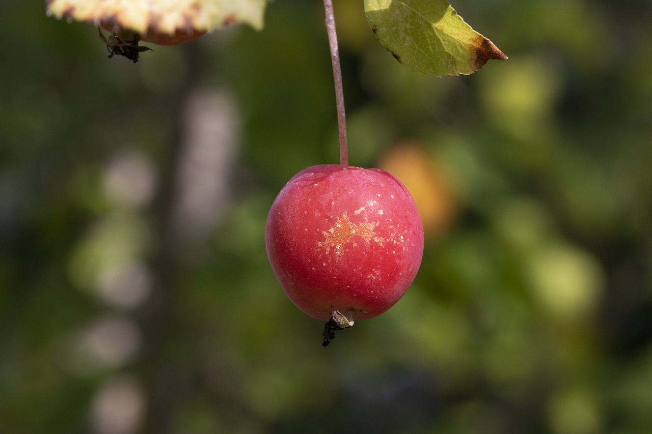 autumn  fruit  nature free photo