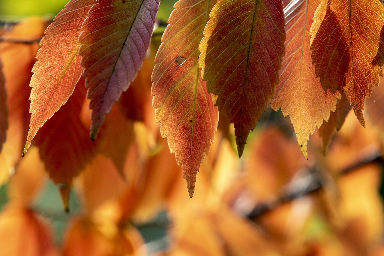 autumn  autumn leaves  the leaves free photo